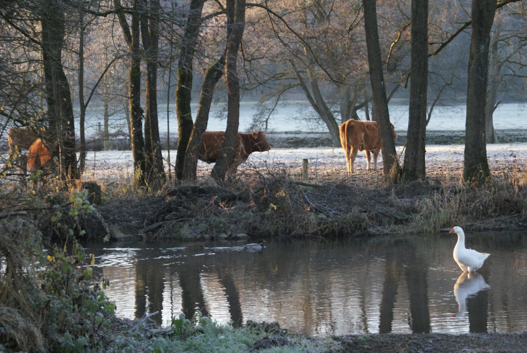 Le Gite De L Ourthe Ortheuville Bagian luar foto